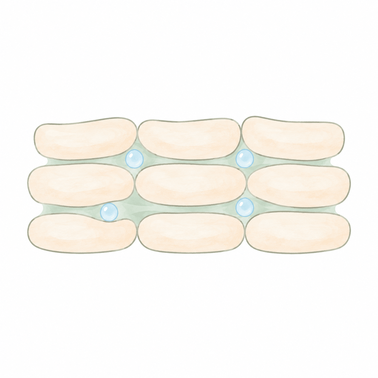 角層のうるおいを表した模式的なイラスト